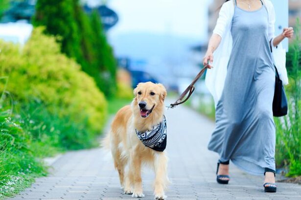 実は猫舌で味オンチ、市民税が課せられる国も!? 犬好き必見の犬豆知識/毎日雑学1
