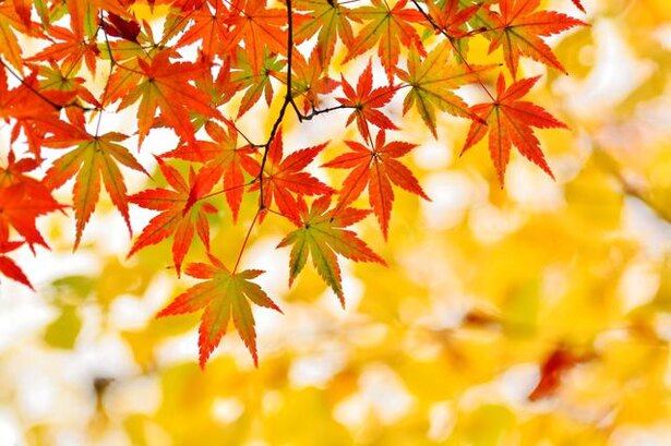 紅葉狩り行った!? 葉の色が変わるメカニズムといまいち不明なその理由とは/毎日雑学1