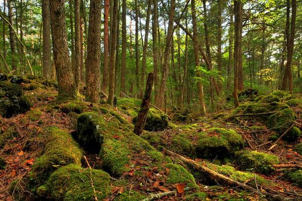 樹海ではコンパスが狂う? TDLの候補地だった!? 富士山にまつわる噂の真相/毎日雑学1