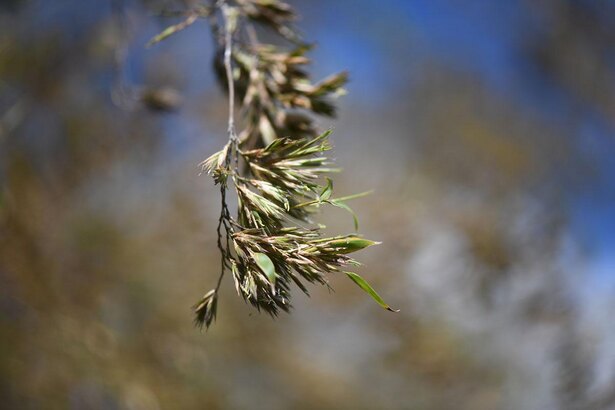 次の開花は2080年!? 120年に1度しか咲かない竹の花は不吉の前触れ?/毎日雑学1