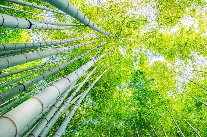 次の開花は2080年!? 120年に1度しか咲かない竹の花は不吉の前触れ?/毎日雑学