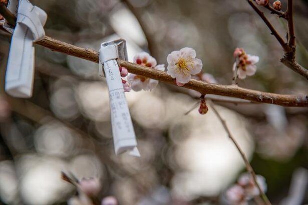 おみくじで大吉が出る確率は? 古は8割が大吉、吉、大凶のルールがあった!?/毎日雑学1