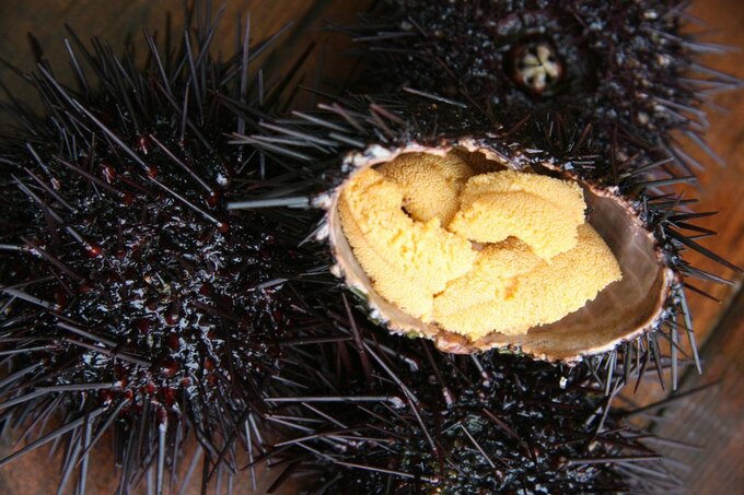 どんな味!?“キャベツを食べるウニ”がSNS上で大人気に