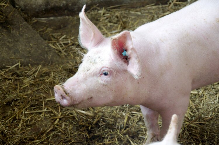 食用豚の体脂肪率はどれくらい？