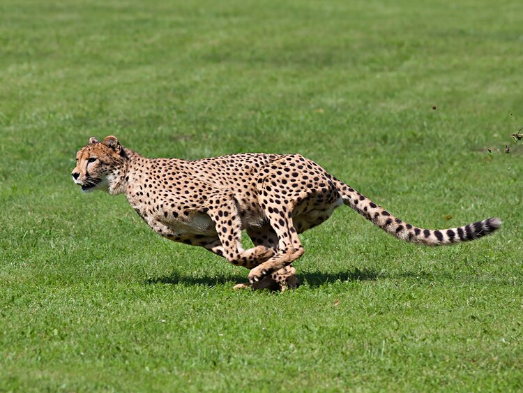 チーターは陸上最速の動物として知られるが、全力疾走できる距離はどれくらい？