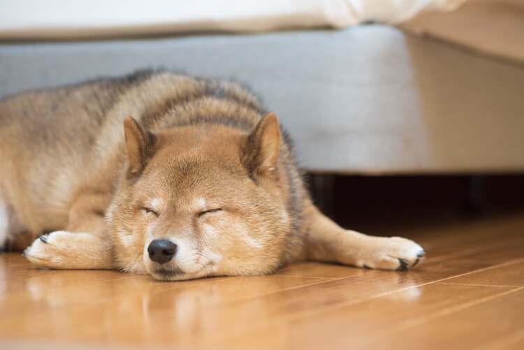 イヌが、あごを床や地面につけて寝るのは、一番疲れを取りやすい姿勢だからだ。