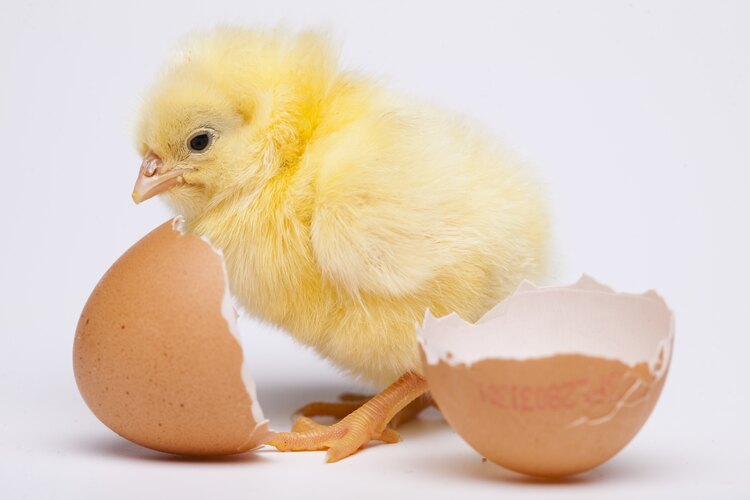 売られている卵を温めるとヒヨコになる。